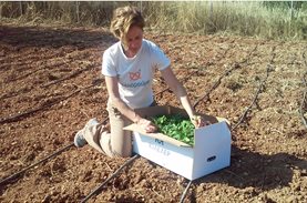 Tomato planting in Field of Boroume has been completed