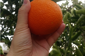 200 kilos of oranges "saved" and donated from a home garden in Kokkoni, Corinth