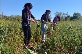 More than 750 kg of leeks & cabbages were "saved" & offered through the "Boroume Gleaning" program