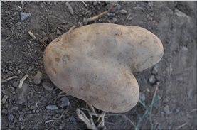 500 kilos of potatoes from a producer were saved & offered through Boroume