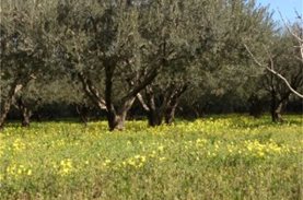 Προσφορά ελιών από το Πρότυπο Αγρόκτημα της Οικογένειας Παπαδόπουλου στον Μαρκόπουλο