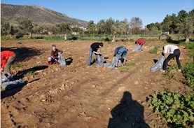 Boroume Gleaning in Marathon