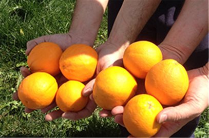 Boroume Gleaning